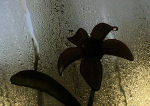 Abstract Rain Flower